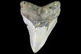 Fossil Megalodon Tooth - North Carolina #86970-1